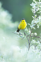 Yellow wagtail perched in the middle of Willow bushes and chirping on a summer evening on a wet meadow in Riisitunturi National Park, Northern Finland	