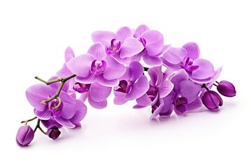 Purple orchid twig isolated on white background, closeup.
