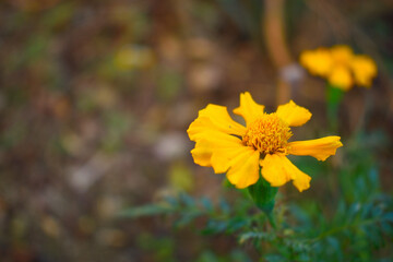Yellow color Single petal marigold flower blooming in a garden  during hot sunny day  