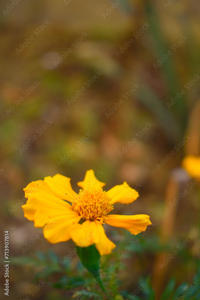 Wall mural yellow color single petal marigold flower blooming in a garden during hot sunny day