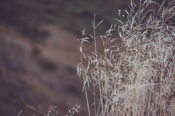 various herbs growing in the wild
