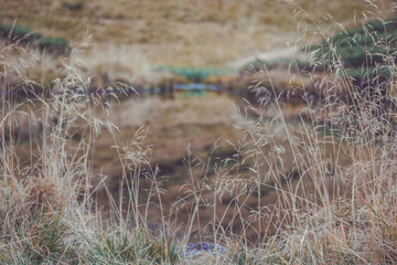 various herbs growing in the wild