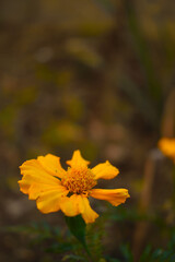 Yellow color Single petal marigold flower blooming in a garden  during hot sunny day  