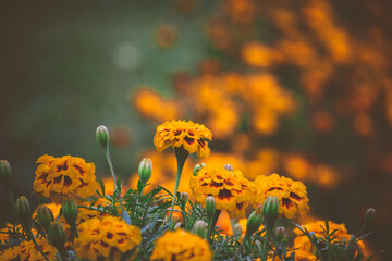 many marigolds are planted in the flowerbed