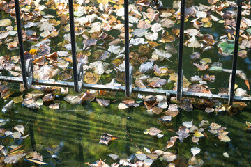 metal railings on a city lake, autumn leaves falling from trees floating on the water