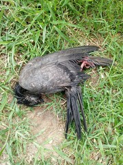 The corpse of a pigeon lay dead on the grass.