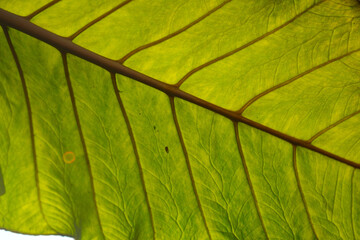 Elephant ears leaf veins in a closeup view. It is the common name for a group of tropical perennial plants grown for their large, heart-shaped leaves