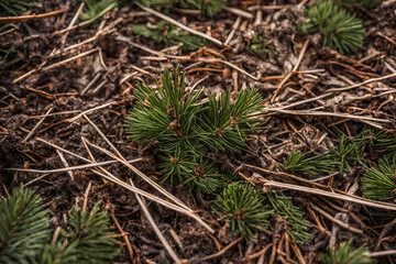 Pine needles on a forest floor