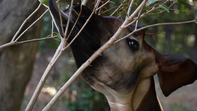 枝の葉を食べるオカピ