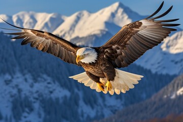Obraz premium Bald eagle Flying over the Mountain