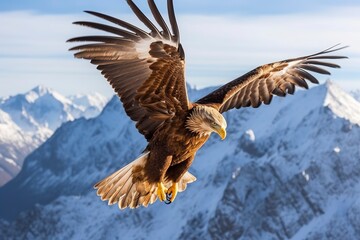 Fototapeta premium Bald eagle Flying over the Mountain