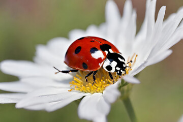 A ladybug on a flower