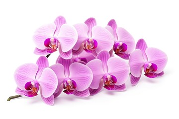 Phalaenopsis orchid flowers, isolated on white.