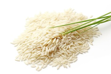 White background paddy jasmine rice ears with empty area