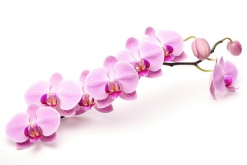 Gorgeous pink orchid against white backdrop.