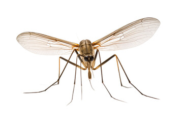 Crane Fly Isolated on Transparent Background