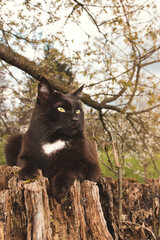 Naklejka na ściany i meble Black Cat Resting Beneath a Majestic Tree