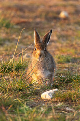 Young Mountain hare standing still during a summery midnight sun in Urho Kekkonen National Park, Northern Finland	