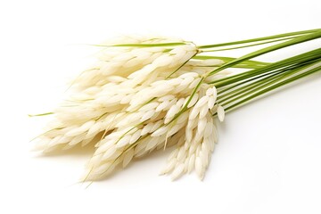 Thai jasmine rice ears isolated on white background