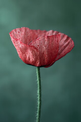 A poppy flower with a speckled pattern of fuchsia on an olive green base,
