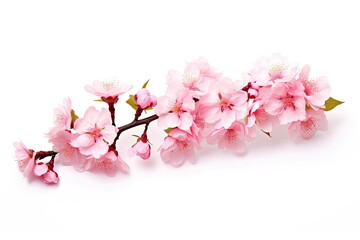 Isolated Sakura tree branch with pink cherry blossom on white background