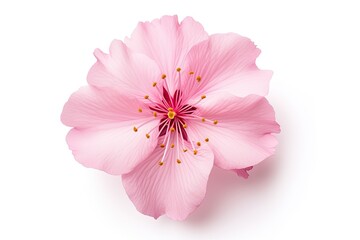 Isolated pink cherry blossom petal from Japan white background