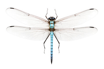 Damselfly Isolated on Transparent Background