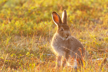 Young Mountain hare eating a plant during a summery midnight sun in Urho Kekkonen National Park,...