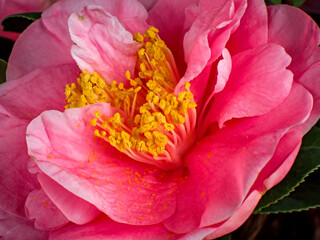 Fiore di camelia rosa con stami e pistilli gialli 2743