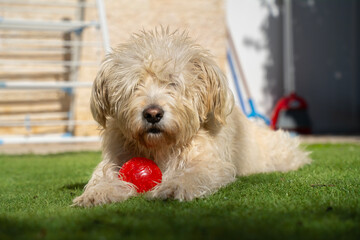 A Dog with a Ball