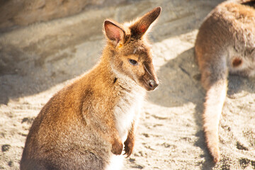 立ち上がる１匹のワラビー