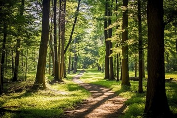 Obraz premium footpath in the Jungle with Sunlight in the morning