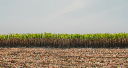 Obraz premium sugar cane fields, agriculture, green plants,growth