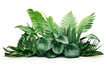 Fototapeta premium Vibrant tropical leaves isolated on white background