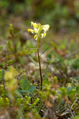 Lapland lousewort flower growing on a mountain in Urho Kekkonen National Park, Northern Finland