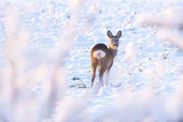 Fototapeten A lonely Roe deer looking behind its back while standing on a snowy field on a winter evening in rural Estonia, Northern Europe © adamikarl