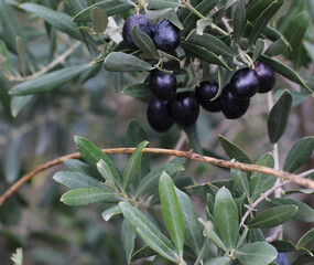 Macro shot of olive trees in garden of village house where organic farming is done. green gray thin long leaves. Delicious green black olives grown on tree branches. Olea europaea from family Oleaceae