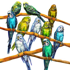Many colored budgies on the branches. Parrot.Watercolor drawing Feathered birds isolated on white background.
