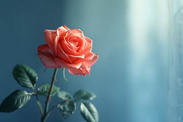 Solitary Pink Rose in Soft Natural Light
