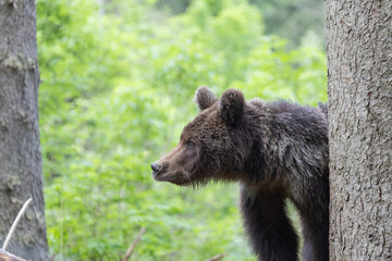 Brown bear in green summer forest behind a tree