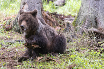 Brown bear ursus arctos sitting in spruce forest playing with branch