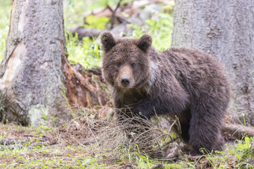 Portrait of bear standing in green spruce forest