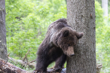 Brown bear stretching on fallen tree in green spruce forest