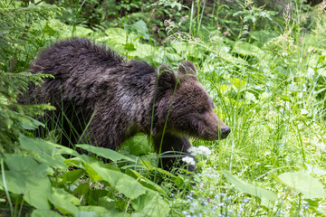 brown bear portrait walking in green summer meadow with grass