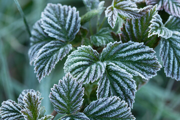 Fresh leaves of Red rasberry covered with hoarfrost on a cold late spring morning in Estonia,...