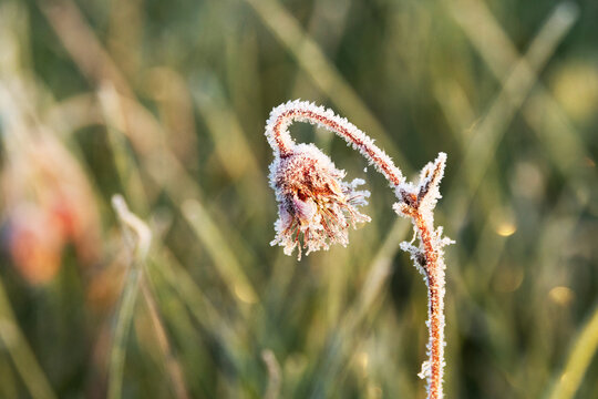 Closeup of a flowering Water avens covered with hoarfrost on a late spring morning in Estonia, Northern Europe