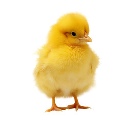 Obraz premium A cute yellow little chick on a white or transparent background. baby chicken. PNG.