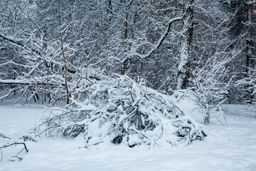 Snow-covered trees on a cloudy winter day.
