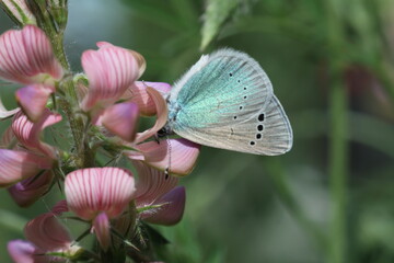 butterfly on pink flower