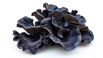 Black fungus on isolated white background.